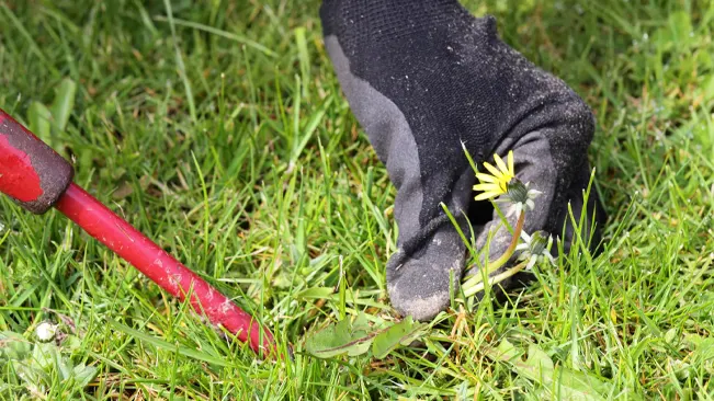 Gloved hand pulling a weed next to a red gardening tool