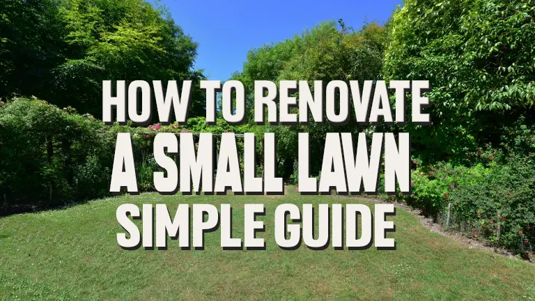 How to Renovate a Small Lawn: Easy Steps