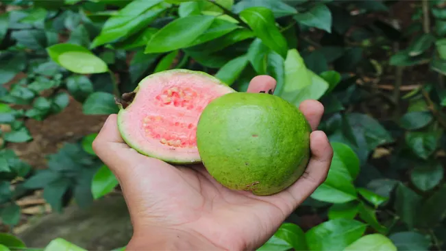 Harvesting Guava Fruit
