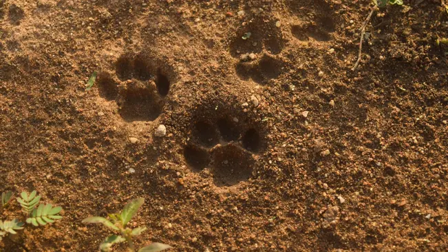 Animal paw prints in dirt