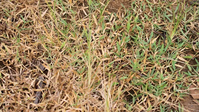Close-up of mixed green and dried grass