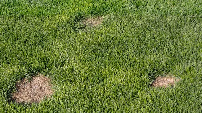 Dead patch in green lawn
