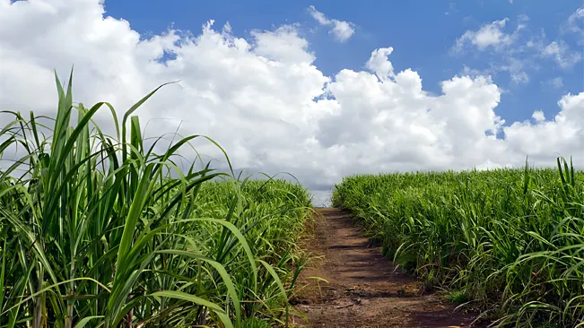 Sugar cane varieties differ in their tolerance to temperature, humidity, rainfall, and drought conditions.