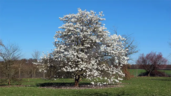 star magnolia is a deciduous shrub that typically reaches a height of 10 to 15 feet with a similar spread