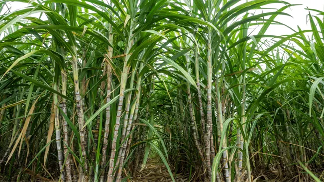 Sugar cane reaches maturity when the canes are full and have the highest sugar concentration
