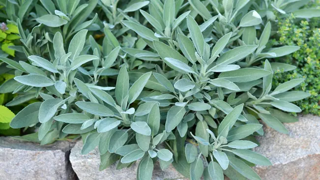 Sage (Salvia officinalis), a perennial herb well-known for its culinary and medicinal uses