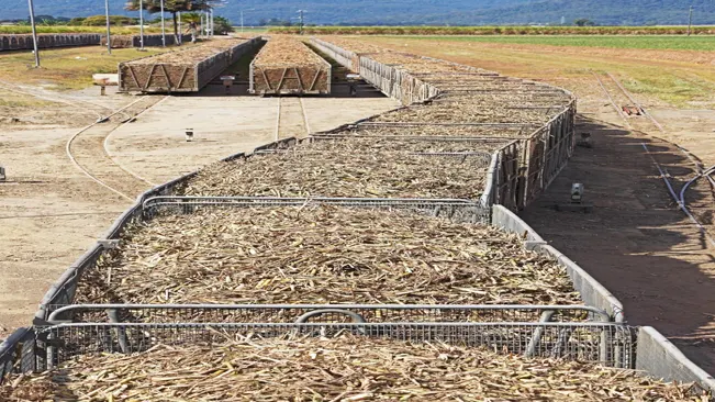 A rake of loaded railway sugar cane bins proceeds to the mill for crushing and processing