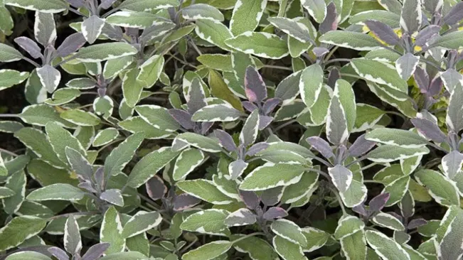 Tricolor Sage (Salvia officinalis 'Tricolor')