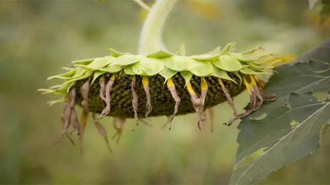 Physical Changes in the Sunflower Head