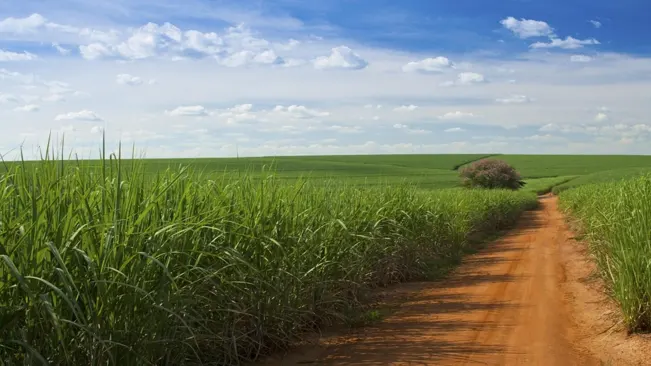 Sugar cane prefers a sunny location with well-draining soil