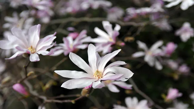 ranging from pure white to delicate shades of pink, create a breathtaking spectacle in your garden