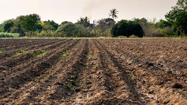 The ideal soil for sugar cane is fertile, loamy soil