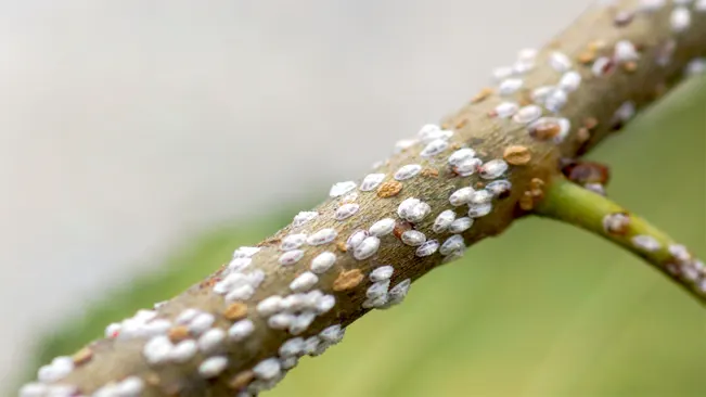 Scale insects are small, sap-sucking pests that often appear as tiny bumps on the stems or leaves of plants