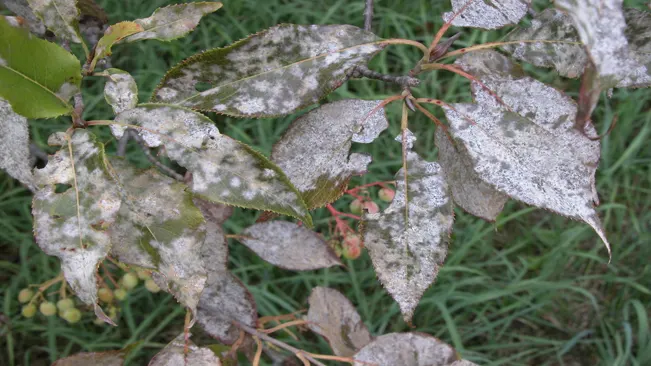 Powdery mildew is a fungal disease that appears as a white powdery coating on the leaves
