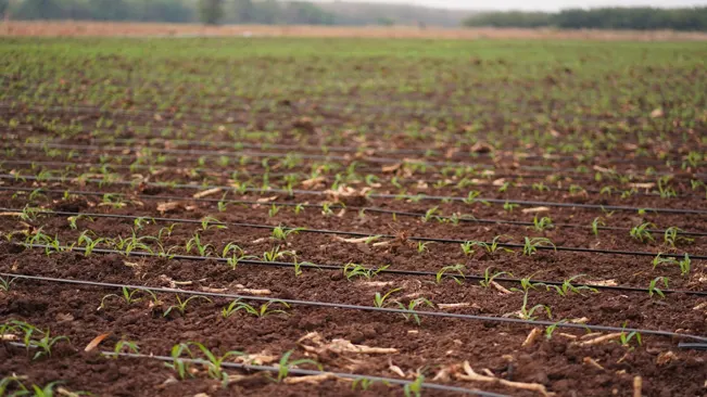 Drip irrigation or furrow irrigation is often used in commercial cultivation to deliver water directly to the root zone