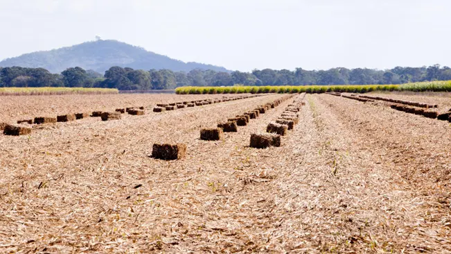 Sugar Cane mulch bales sitting in field ready to be picked up, with crop and mountains in background