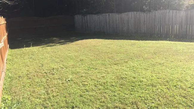 Green lawn in fenced yard