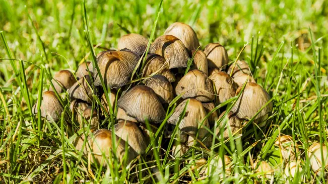 Cluster of mushrooms in green grass under sunlight