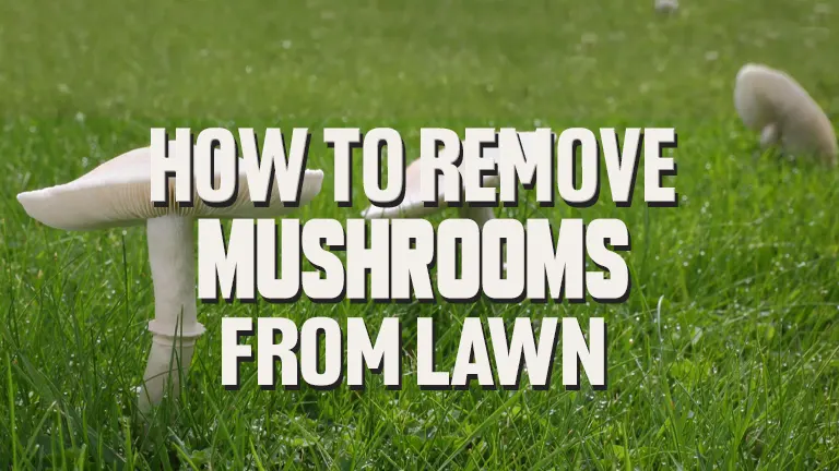 How to Remove Mushrooms From Your Lawn: Identification, Control, and Prevention