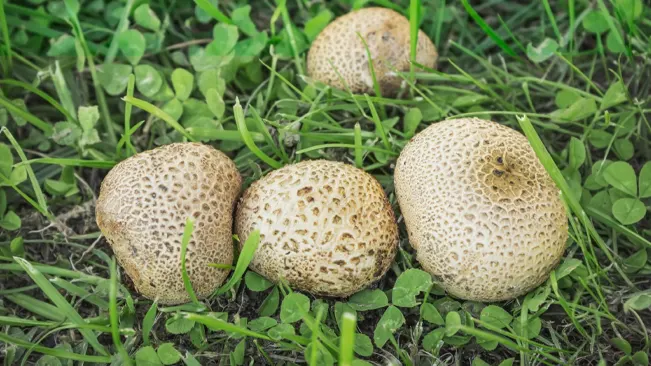 Puffballs mushrooms