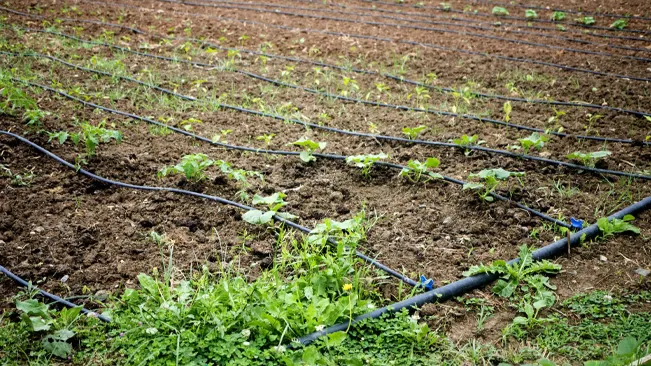 Field with drip irrigation