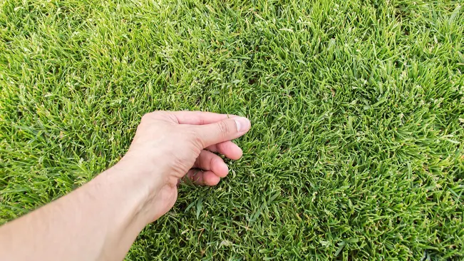 Hand touching vibrant green grass