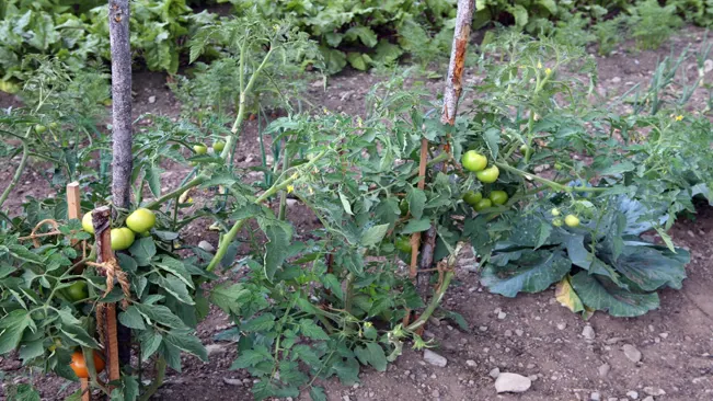 Soil Requirements for Roma Tomatoes
