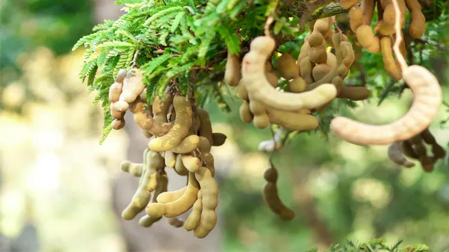 Climate Requirements for Tamarind
