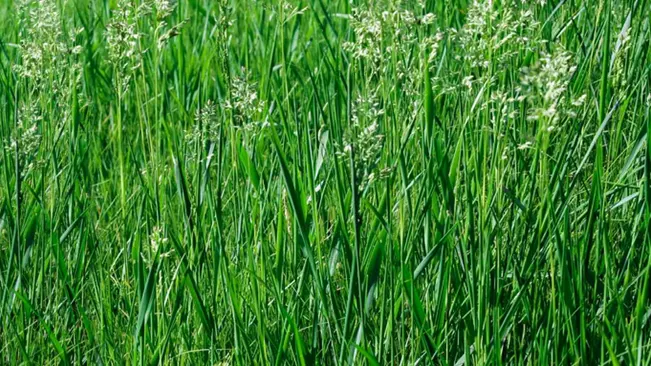 Field of tall green grass with white flowers