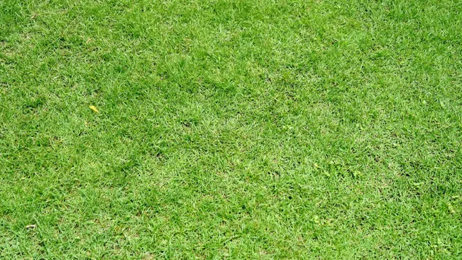 Close-up of lush green grass field