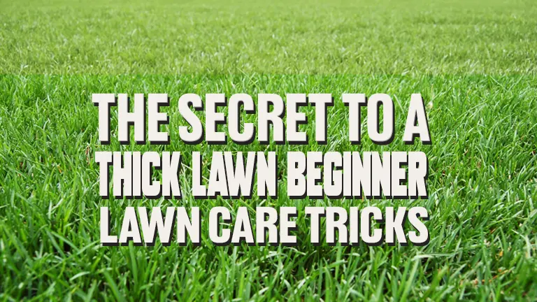 How to Achieve a Thick, Lush Lawn: Essential Tips for Beginners