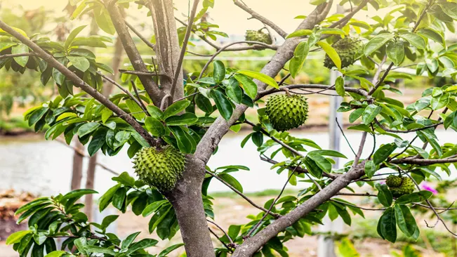 soursop fruit on a tree