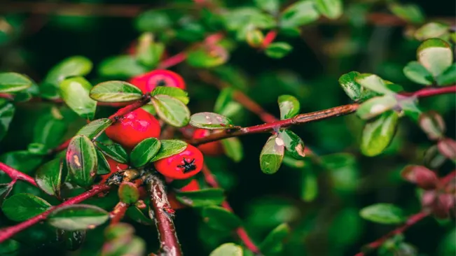 Gaultheria procumbens, is a charming, evergreen plant renowned for its vibrant red berries and glossy green leaves