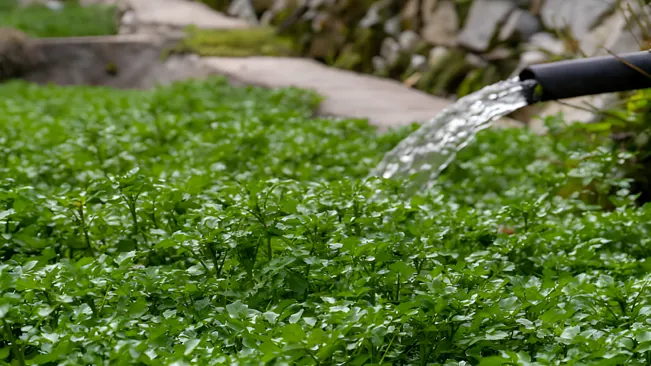 Caring for Water-Grown Watercress