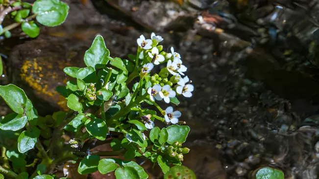 Watercress with its flowers