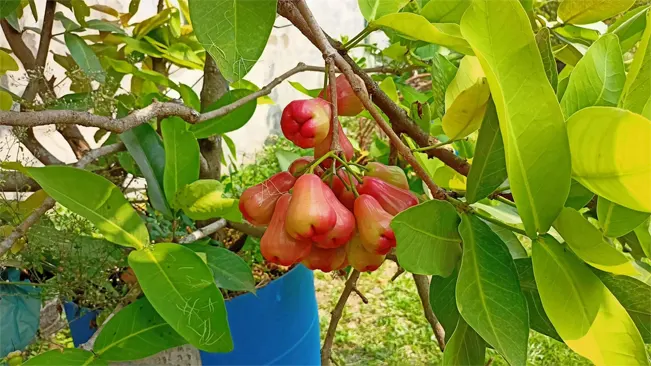 Rose Apple trees thrive in warm, tropical climates but are surprisingly adaptable to various soil types