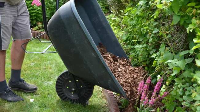 Person pouring mulch from wheelbarrow in a garden