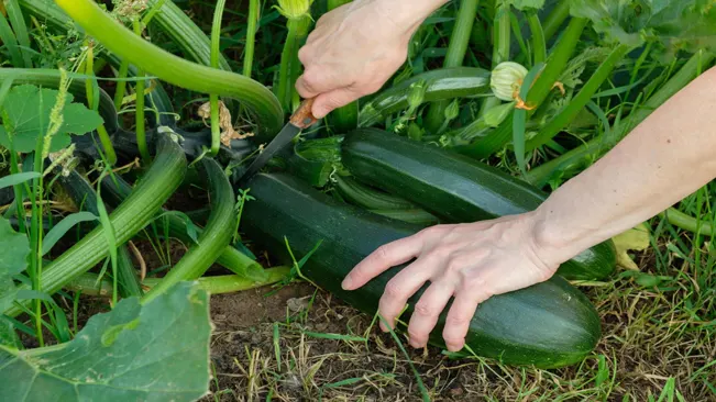 Harvesting Technique
