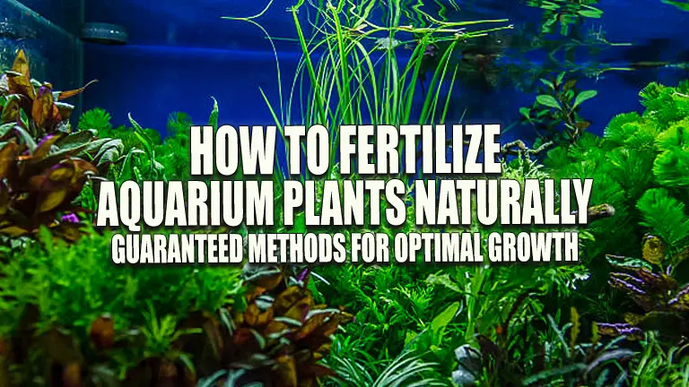 How to Fertilize Aquarium Plants Naturally: Guaranteed Methods for Optimal Growth