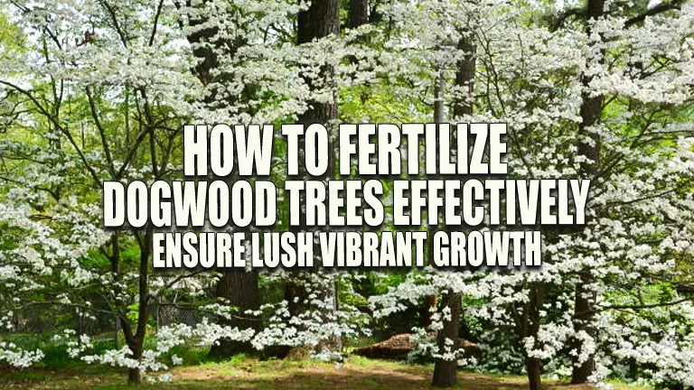 How to Fertilize Dogwood Trees Effectively: Ensure Lush, Vibrant Growth