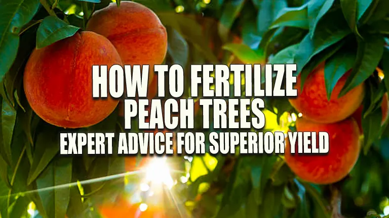 How To Fertilize Peach Trees Expert Advice For Superior Yield