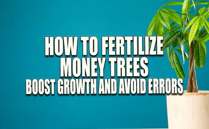 How to Fertilize Money Trees: Boost Growth & Avoid Errors