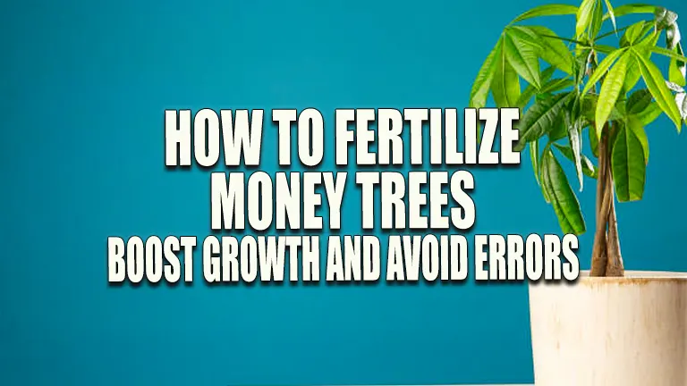 How to Fertilize Money Trees: Boost Growth &amp; Avoid Errors