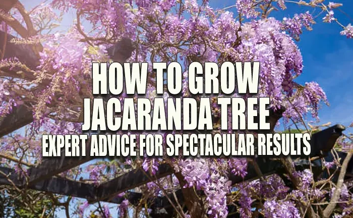 How to Grow a Jacaranda Tree: Expert Advice for Spectacular Results