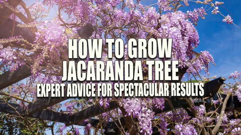How to Grow a Jacaranda Tree: Expert Advice for Spectacular Results