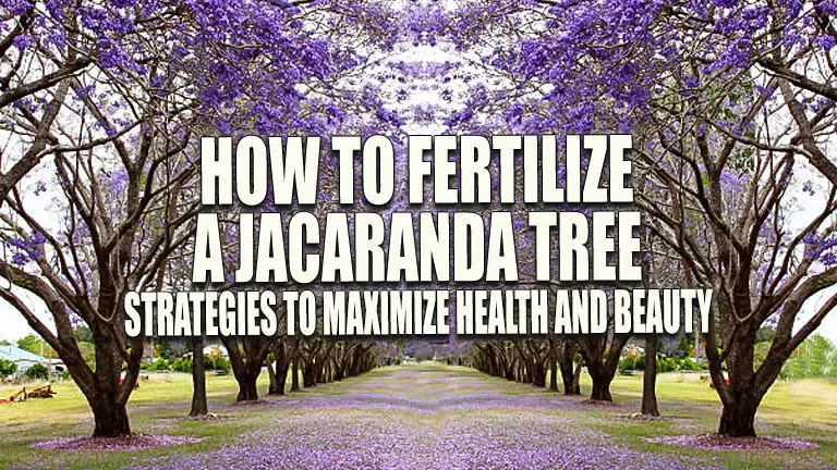 How to Fertilize a Jacaranda Tree: Strategies to Maximize Health &amp; Beauty