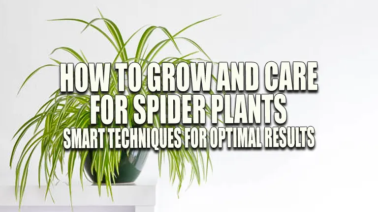 How to Grow and Care for Spider Plants: Smart Techniques for Optimal Results