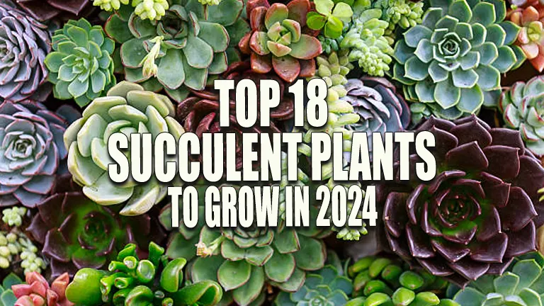 Top 18 Succulent Plants to Grow in 2024: Add Effortless Elegance to Your Home