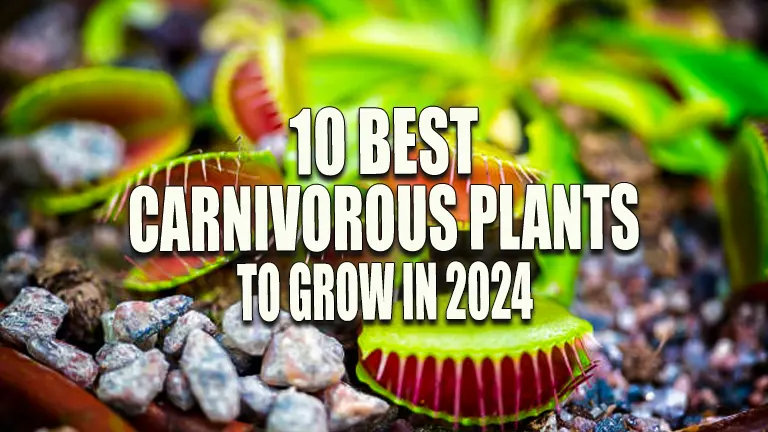 10 Best Carnivorous Plants to Grow in 2024: Easy Care Tips and Top Picks