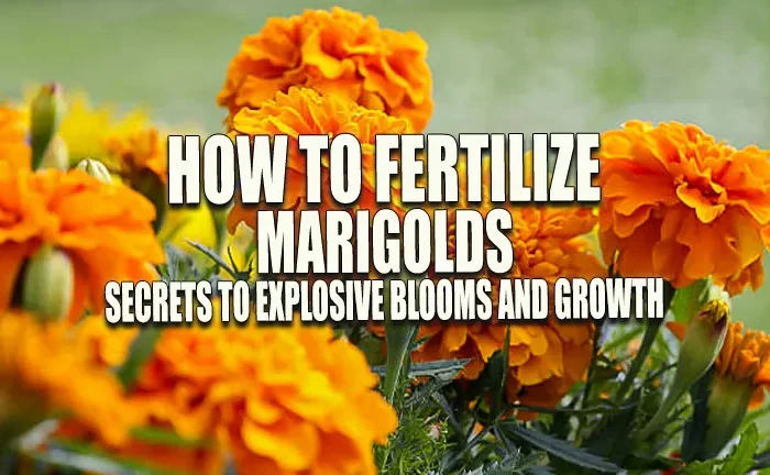 How to Fertilize Marigolds: Secrets to Explosive Blooms and Growth